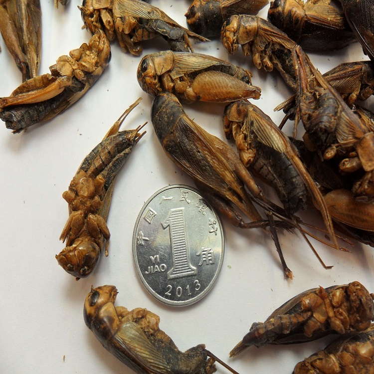 Microwave Dried Crickets For Pet Birds Food Manufacturer