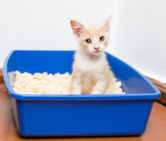 Kitten using litterbox