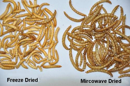 Microwave dried yellow mealworm sell in Germany