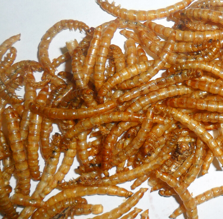 Goldfish and other pond fish feed mealworm First grade dried mealworm fish meal for sale
