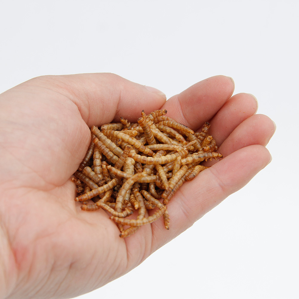Goldfish and other pond fish feed mealworm First grade dried mealworm