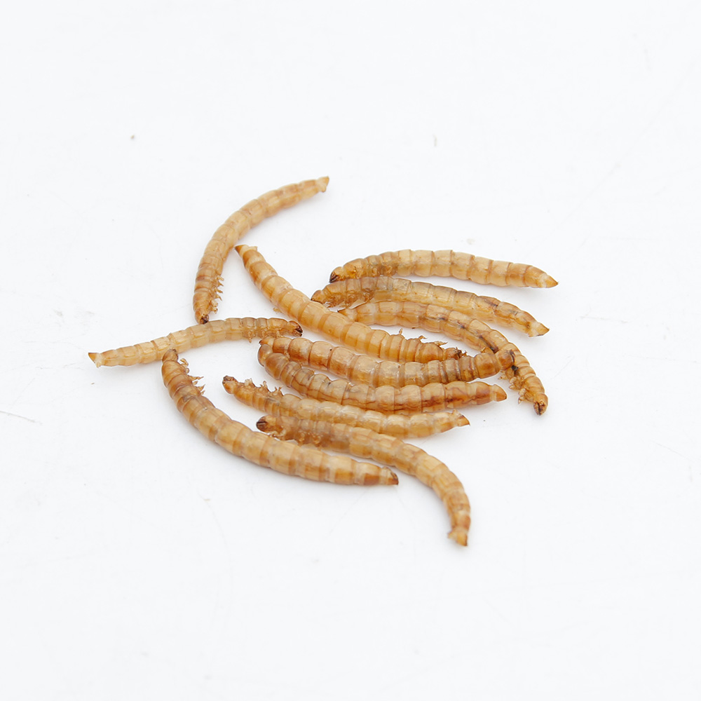 High Protein Mealworms Bird Food Mealworm Feed Pet Bird Seed