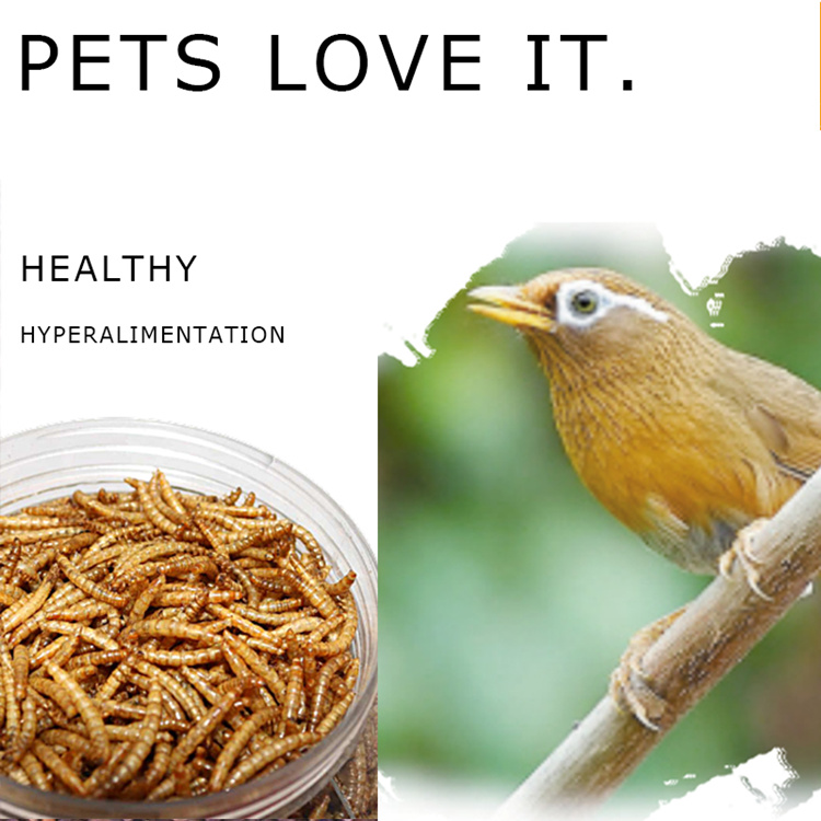 Bird Food Microwave Dried Mealworms Manufacturer in China