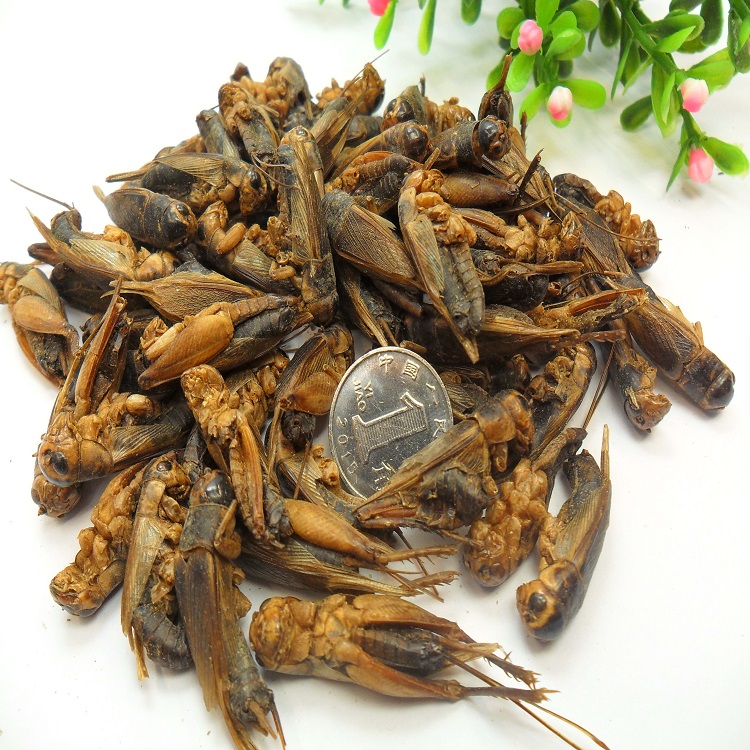 Microwave Dried Crickets For Pet Birds Food Manufacturer