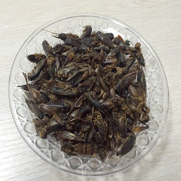 Excellent Quality Koi Fish Food Dried Grasshopper Dried Locusts