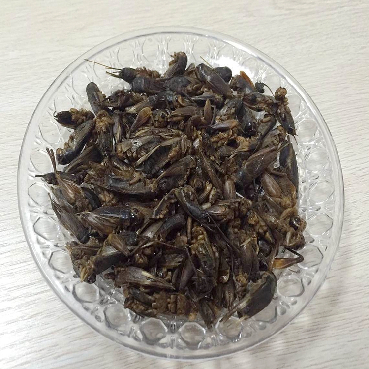 Freeze Dried Cricket Dried locust for Bird