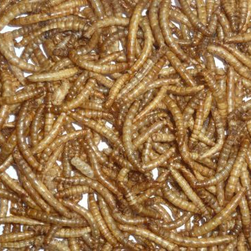 Wholesale mealworms factory in UK