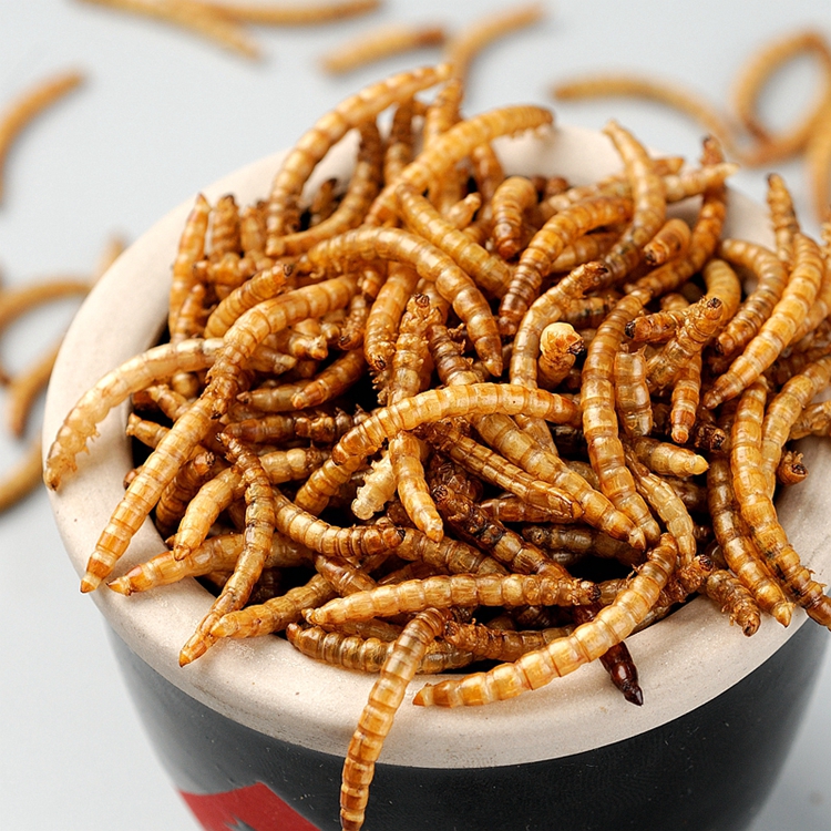 Microwave dried yellow mealworm sell in UK