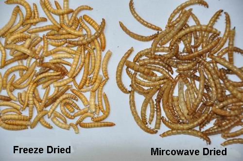 Dried mealworm supplier for Europe