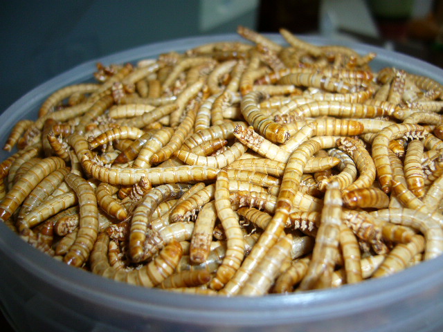 MD mealworm popular in Europe