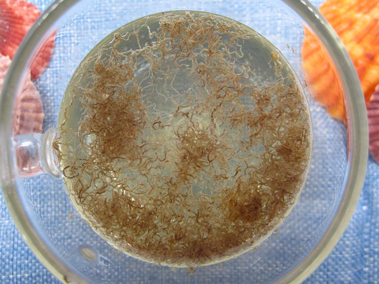 freshwater fish food784003.jpg freshwater fish food.JPG