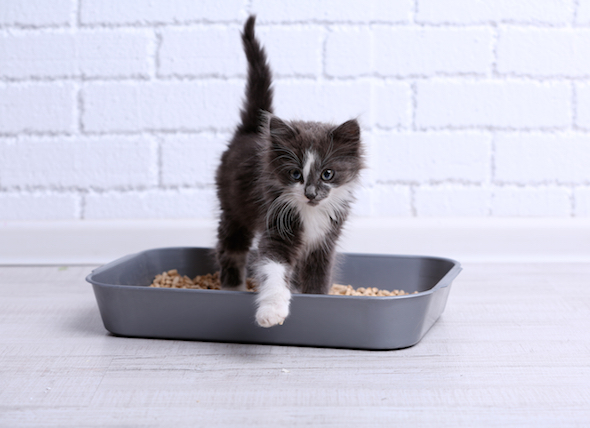 kitten-stepping-out-of-litter-box_287349680_0.jpg