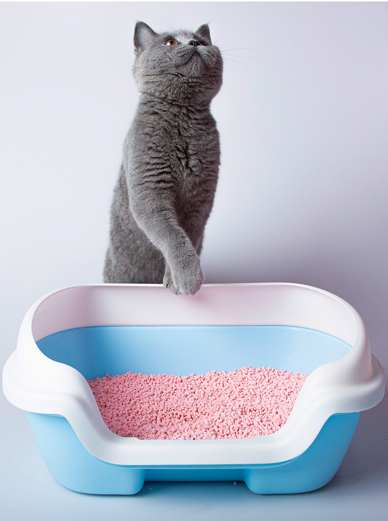 tofu--cat-litter_06.jpg