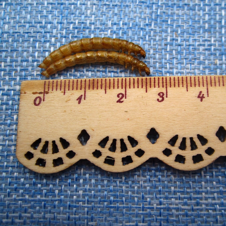 sizes-for-mealworm.JPG