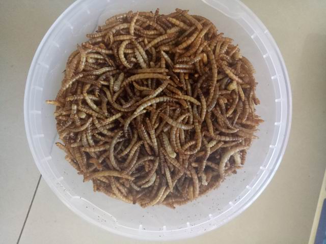 mealworm.jpg