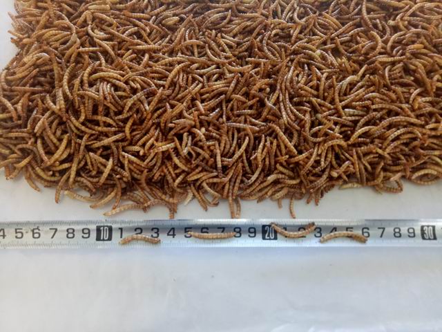 Goldfish and other pond fish feed mealworm First grade dried mealworm fish meal for sale