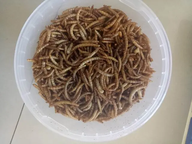 Private lable Bird Food Microwave Dried Mealworms Manufacturer in China