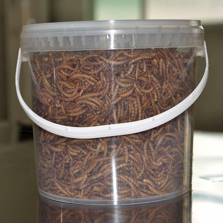 Manufacturer of microwaved yellow mealworm high protein bird food popular in Europe